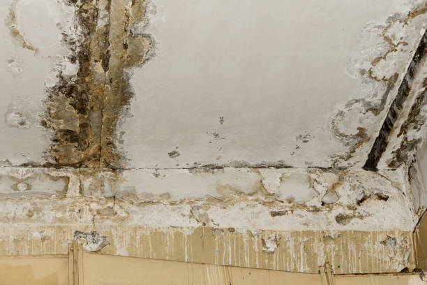 Professional Mold Removal in Winfield, MO